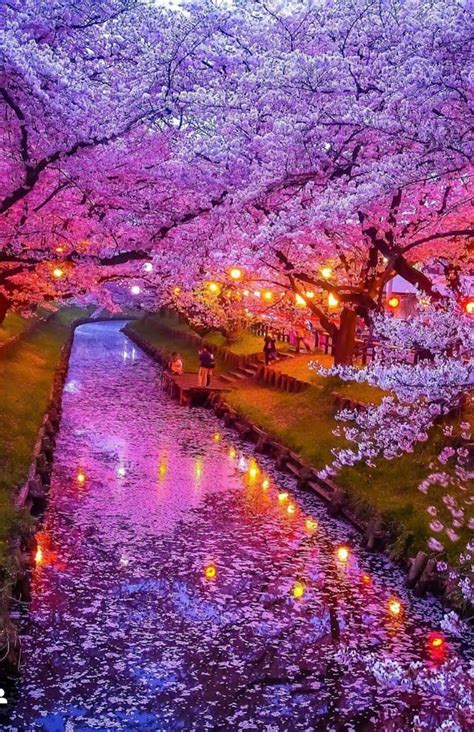 Cherry Blossom Enchantment: Unlocking its Power